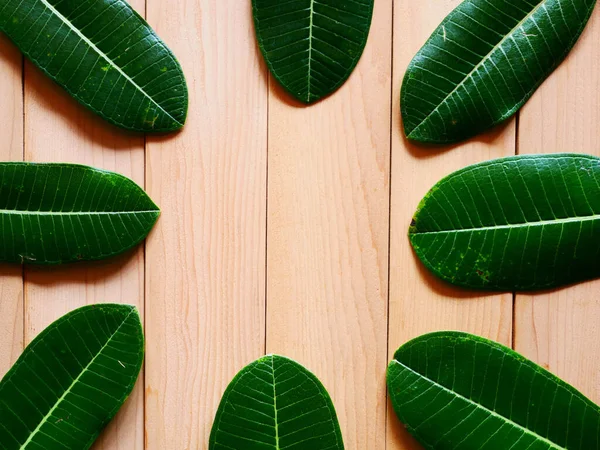 green leaf for background. Minimal nature concept flat lay