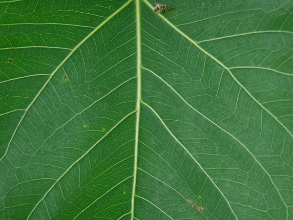 Hoja Verde Naturaleza Fondo Hojas Verdes Orgánicas Aire Libre Noche —  Fotos de Stock