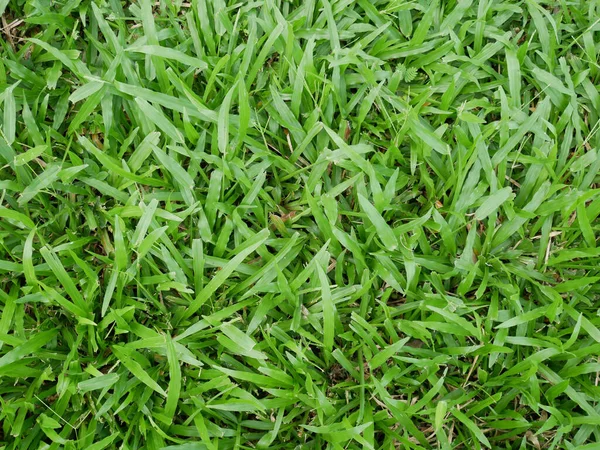 Зеленое Травяное Поле Капли Воды — стоковое фото