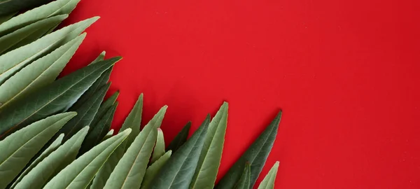 green leaf for background. Minimal nature leaves concept flat lay