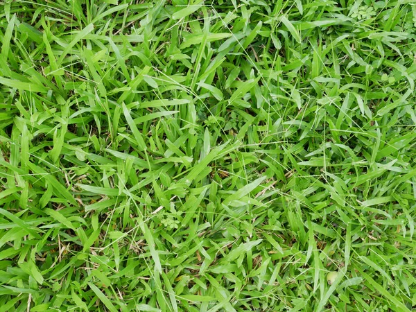 Зеленое Травяное Поле Капли Воды — стоковое фото