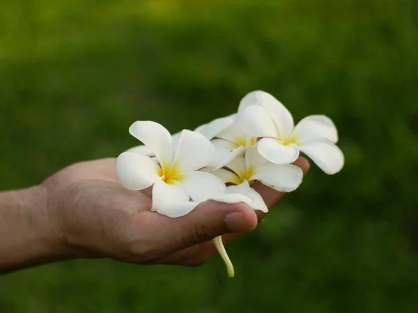 Vit Plumeria Blomma Natur Bakgrund — Stockfoto