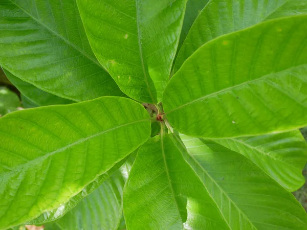 Arka plan için yaprak. Minimum doğa kavramı düzlüğü