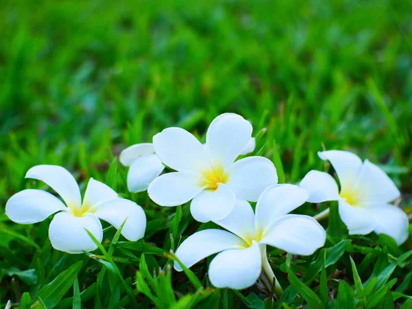 Vit Plumeria Blomma Natur Bakgrund — Stockfoto