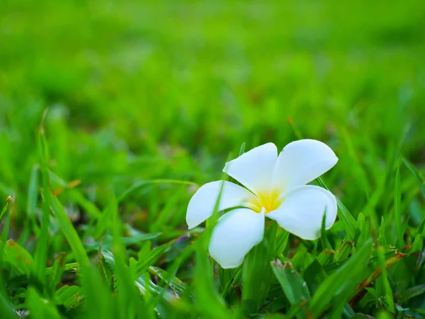 Stock image white plumeria flower nature background