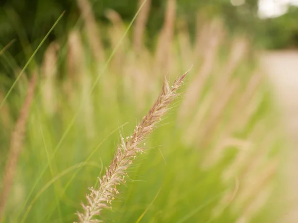 Groen Gras Veld Water Drop Natuur Achtergrond — Stockfoto