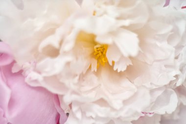 Yumuşak beyaz şakayık çiçekleri. Sarah Bernhardt Peony geçmişi. Makro yatay.