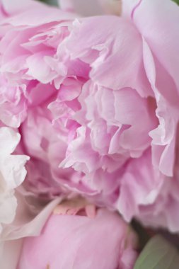 Yumuşak pembe şakayık çiçekleri. Sarah Bernhardt Peony geçmişi. Makro dikey.