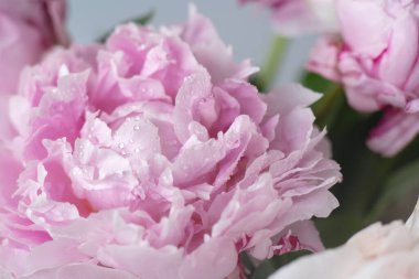 Yumuşak pembe şakayık çiçekleri ve bir damla su. Sarah Bernhardt Peony geçmişi. Makro yatay.
