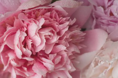 Yumuşak pembe şakayık çiçekleri ve bir damla su. Sarah Bernhardt Peony geçmişi. Makro yatay.