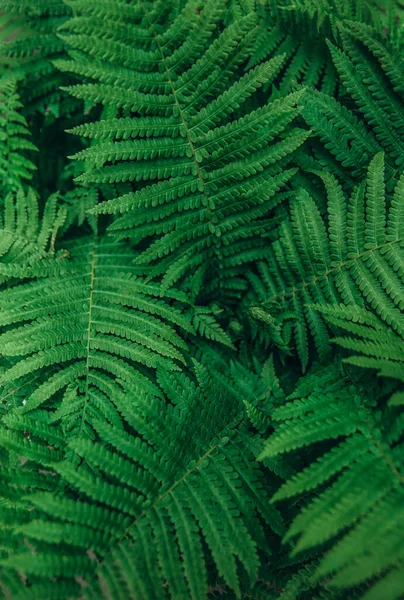 シダの葉の背景自然緑 — ストック写真