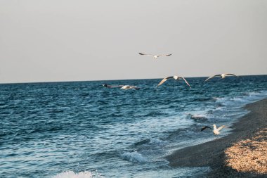 Deniz kıyısındaki martılar.