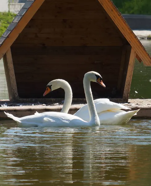 Manželský Pár Labutí Plavat Vedle Sebe Vodní Hladině Blízkosti Jejich — Stock fotografie