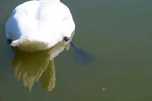 Спина Лапа Плавающего Белого Лебедя Сфотографированного Сзади Отражённого Воде — стоковое фото