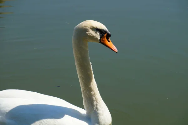 Krásná Bílá Labuť Plave Vodní Hladině Jezera Městském Parku Letní — Stock fotografie