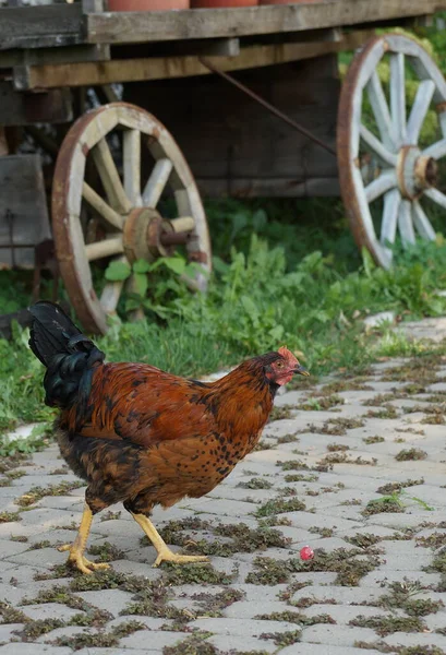 Yazın Asfalt Bir Köy Yolunda Yürüyen Güzel Bir Kuş Çıngırağı — Stok fotoğraf