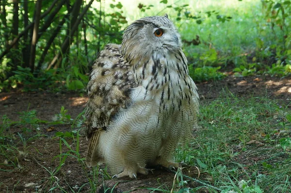 Big Beautiful Eagle Owl Sits Ground Edge Forest Turns Its — Stock Photo, Image