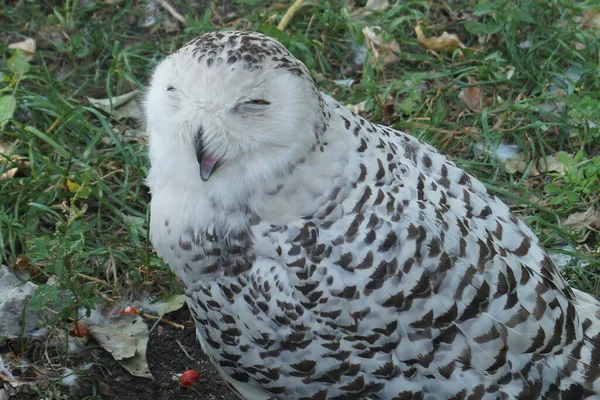 Beautiful Funny Polar Owl Sits Ground Green Grass Open Beak — Stock Photo, Image
