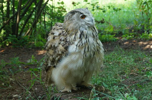 Großer Schöner Uhu Sitzt Waldrand Auf Dem Boden Und Dreht — Stockfoto