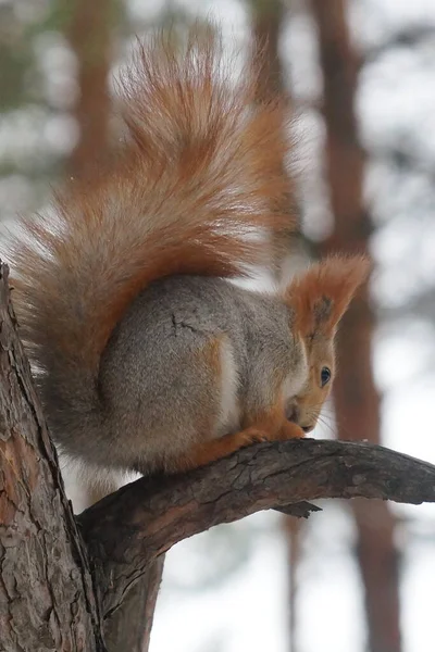 Eichhörnchen Wintermantel Sitzt Wintertag Auf Einem Tannenzweig Stadtpark Rückseite — Stockfoto