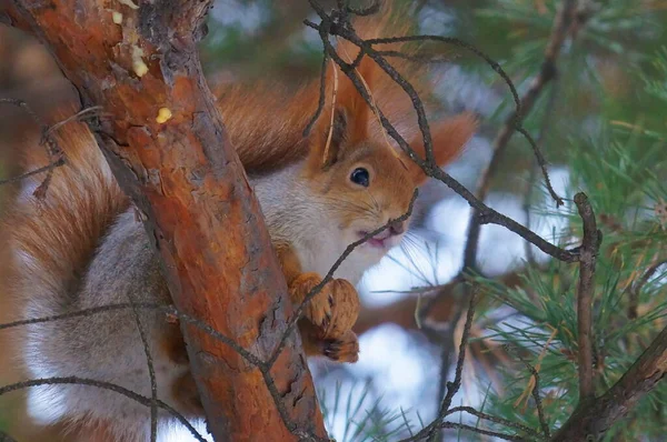 冬日里 身穿冬衣的松鼠坐在城市公园的松枝上 爪子上夹着核桃 — 图库照片