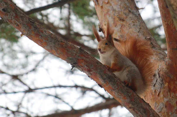 Squirrel Winter Coat Sits Pine Branch City Park Winter Day — Stock Photo, Image