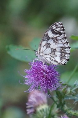 Güzel melangria kelebeği bulanık bir arka planda mor bir devedikeni çiçeği