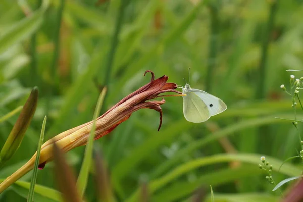 Bela Borboleta Repolho Branco Uma Flor Lírio Fundo Grama Verde — Fotografia de Stock