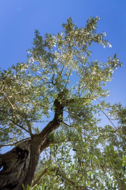 Bir zeytin ağacı taç ile göster