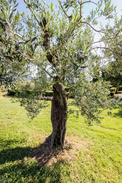 Olivenbaum Auf Einer Grünen Wiese — Stockfoto
