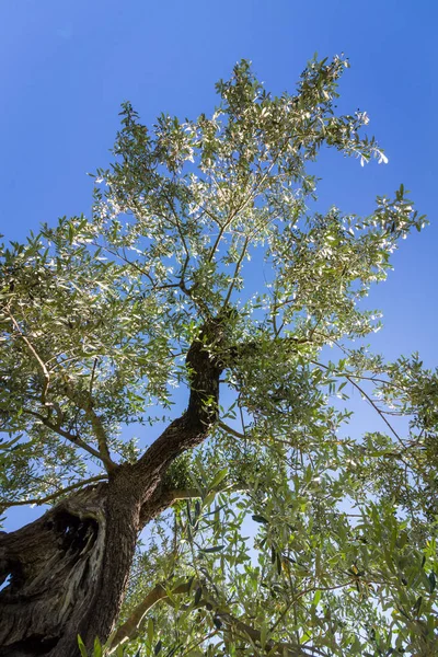 Blick Durch Die Krone Eines Olivenbaums Stockbild