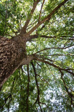 Bir meşe ağacı taç ile göster