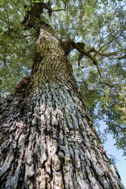 Bir çam ağacı taç ile göster