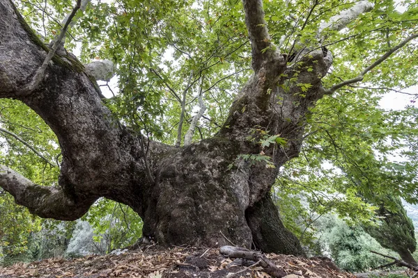 Old Plane Tree with an enourmous tree trunk