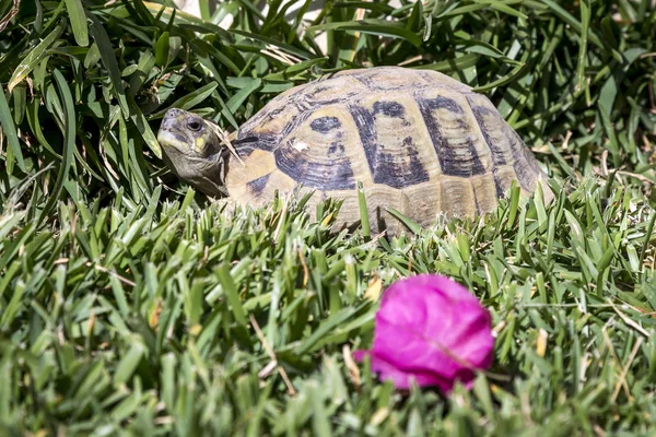 Greek Tortoise Green Grass — Stock Photo, Image