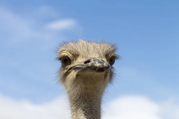 Close Ostrich — Stock Photo, Image