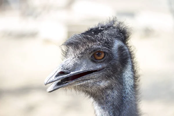 Primo Piano Emu — Foto Stock