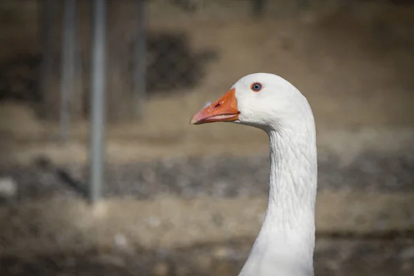 Close Portrait Goose — Stock Photo, Image