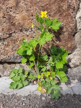 Çiçek taşlardan yetişir. Hayat taştan yapılmıştır.