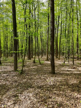 Ağaçlı yeşil bahar ormanı.