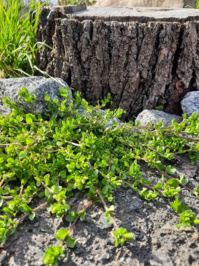 Bitki, kütüğün yanındaki kayanın içinden büyür..