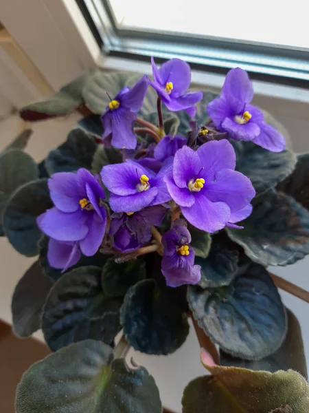 Violette Dans Pot Sur Rebord Fenêtre — Photo