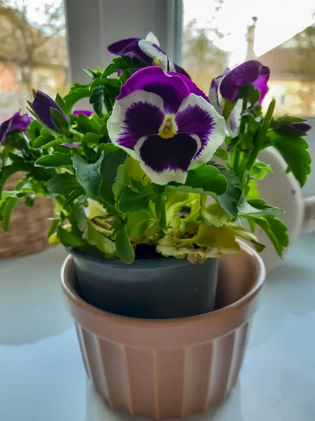 Violettes Sur Rebord Fenêtre Dans Pot — Photo
