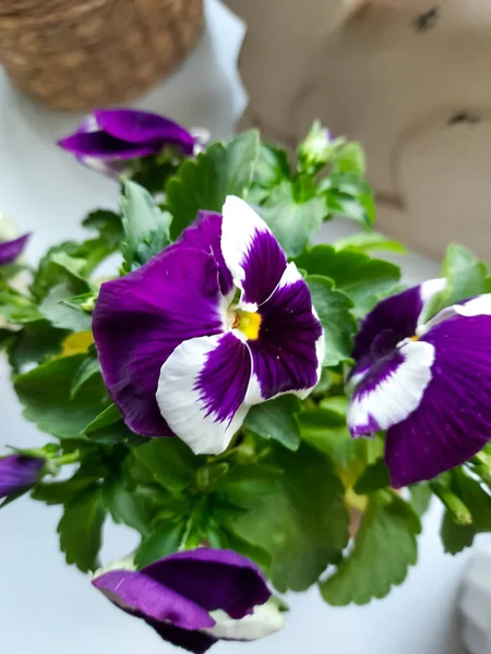Violettes Sur Rebord Fenêtre Dans Pot — Photo
