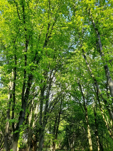 Grüner Wald Grüne Junge Bäume Wald — Stockfoto