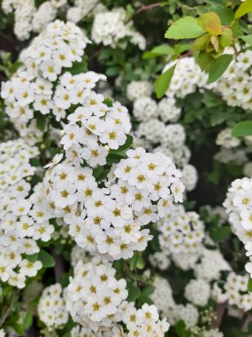 Çalılıklarda bir sürü beyaz çiçek.