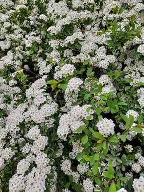 Çalılıklarda bir sürü beyaz çiçek.