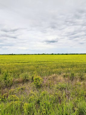 Bulutlu gökyüzü ve tarla, uzaklığa bak..