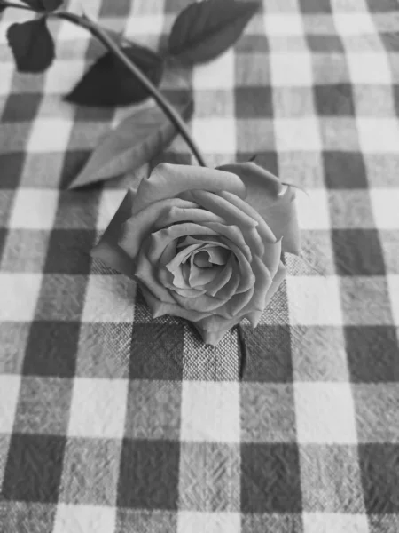 Rosa Uma Toalha Mesa Quadriculada — Fotografia de Stock