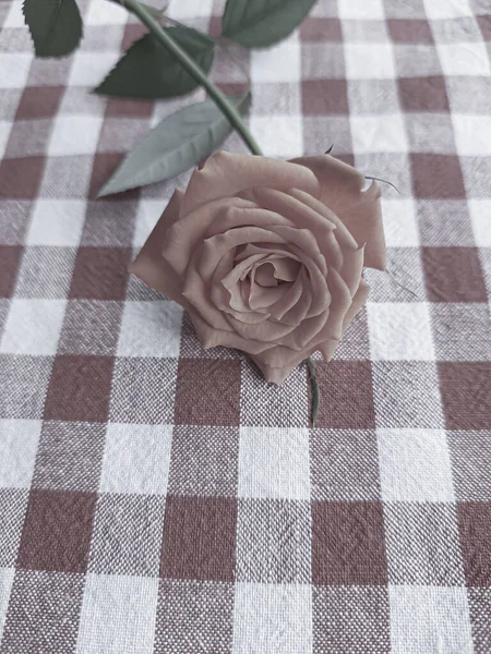 Rózsa Egy Kockás Asztalterítőn — Stock Fotó